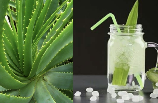 How to make aloe vera juice to lose weight for women. Graphics: Huong Giang