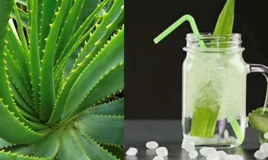 Cách làm nước nha đam uống giảm cân cho các chị em. Đồ hoạ: Hương Giang