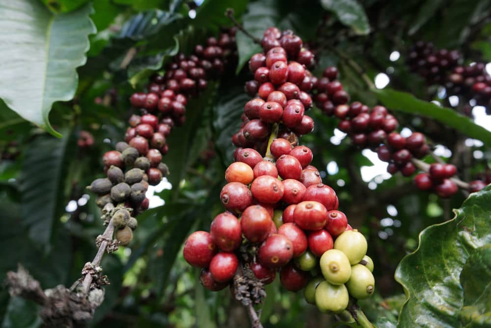 Fluctuating coffee prices will pose risks to purchasing, processing and exporting businesses. Photo: Thanh Tuan