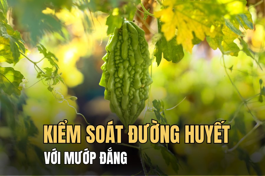 Bitter melon helps balance blood sugar thanks to natural active ingredients. Graphics: Hoai Lan