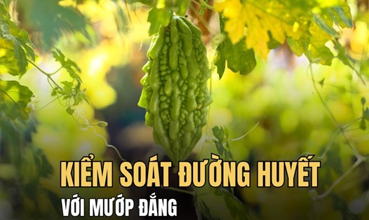 Mướp đắng giúp cân bằng đường huyết nhờ các hoạt chất tự nhiên. Đồ họa: Hoài Lan