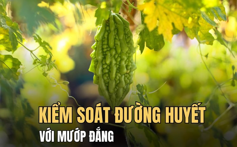Bitter melon helps balance blood sugar thanks to natural active ingredients. Graphics: Hoai Lan