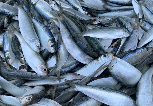 Herring is a type of fish that can help lower blood sugar. Photo: Kieu Vu