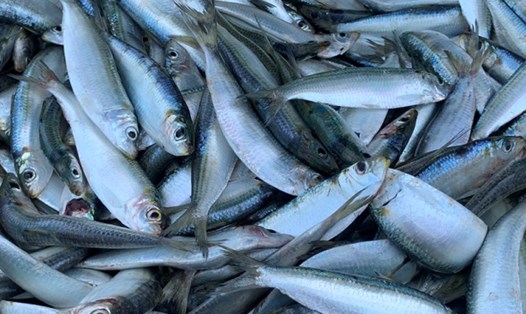 Cá trích là loại cá có thể hỗ trợ hạ đường huyết. Ảnh: Kiều Vũ