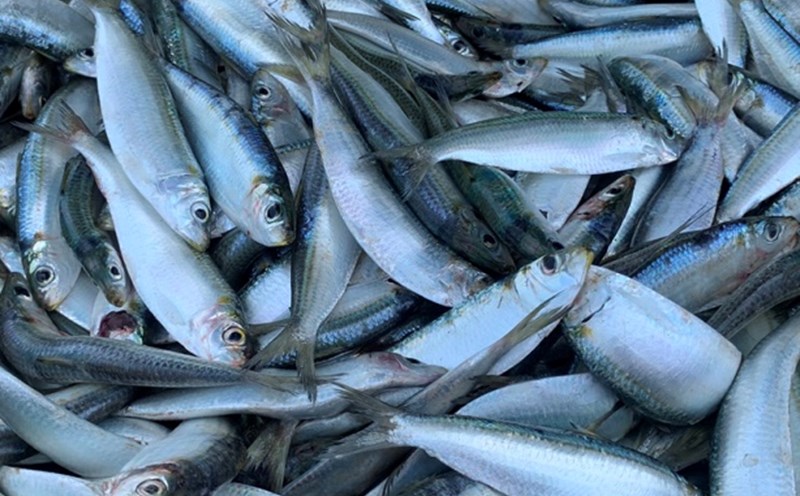 Herring is a type of fish that can help lower blood sugar. Photo: Kieu Vu