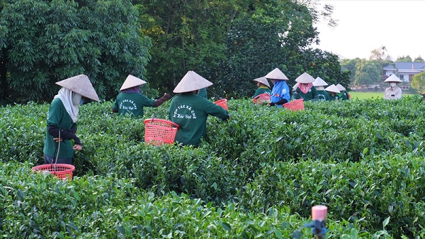 Vietnam aims to have over 70% of its tea area certified clean and safe by 2030. Photo: Phong Linh