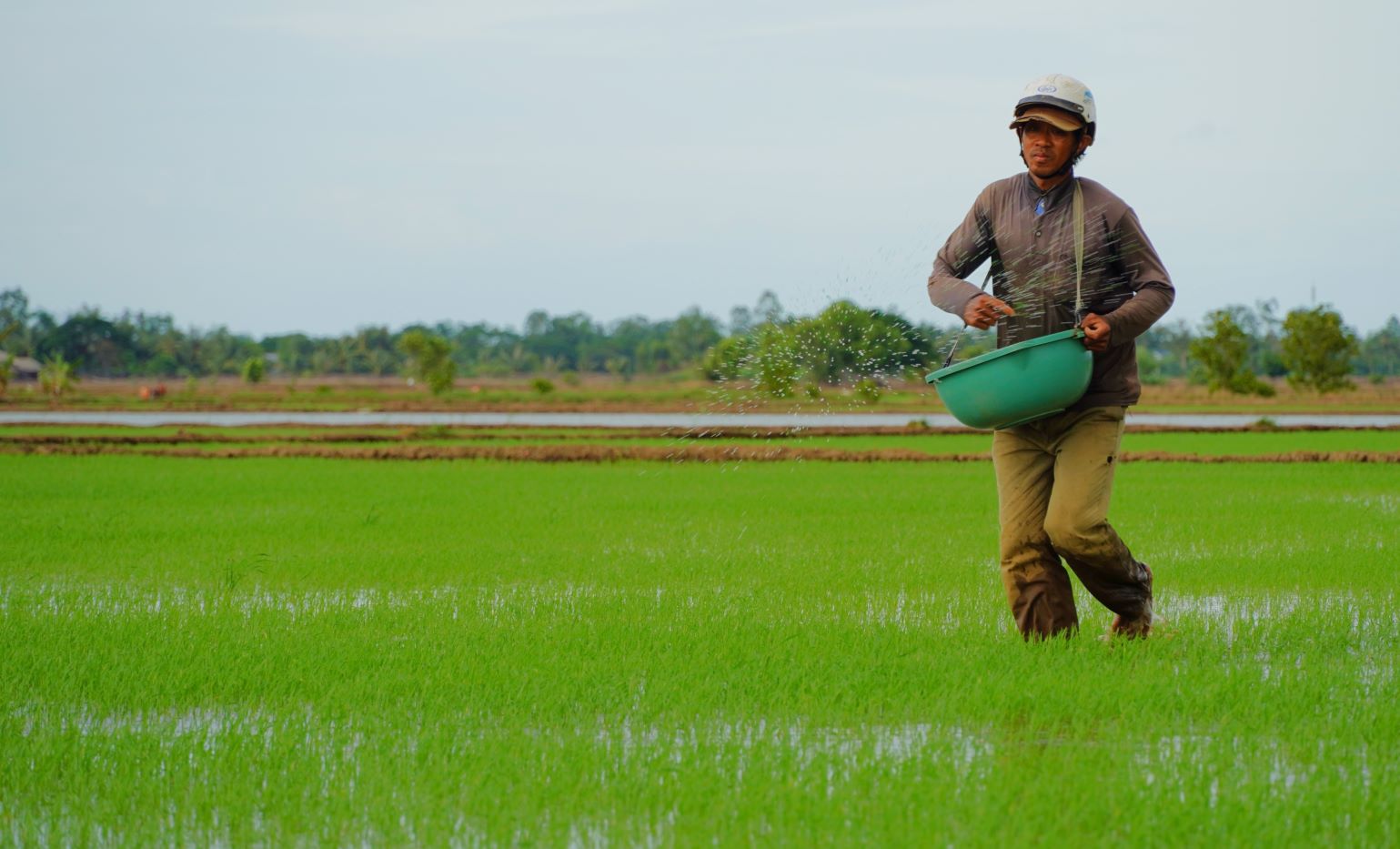 Farmers actively take care of winter-spring rice