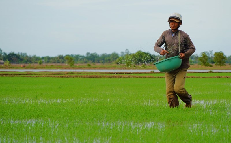 Farmers actively take care of winter-spring rice
