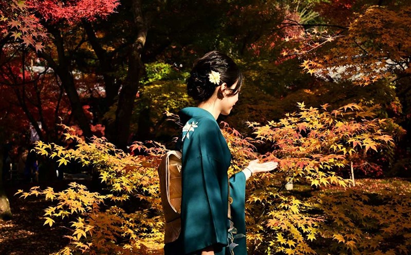 Autumn leaves in Osaka, Japan. Photo: Luke Ow/Unsplash