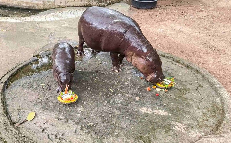 Baby hippo Moo Deng chose a plate of food named after former US President Donald Trump. Photo: AFP