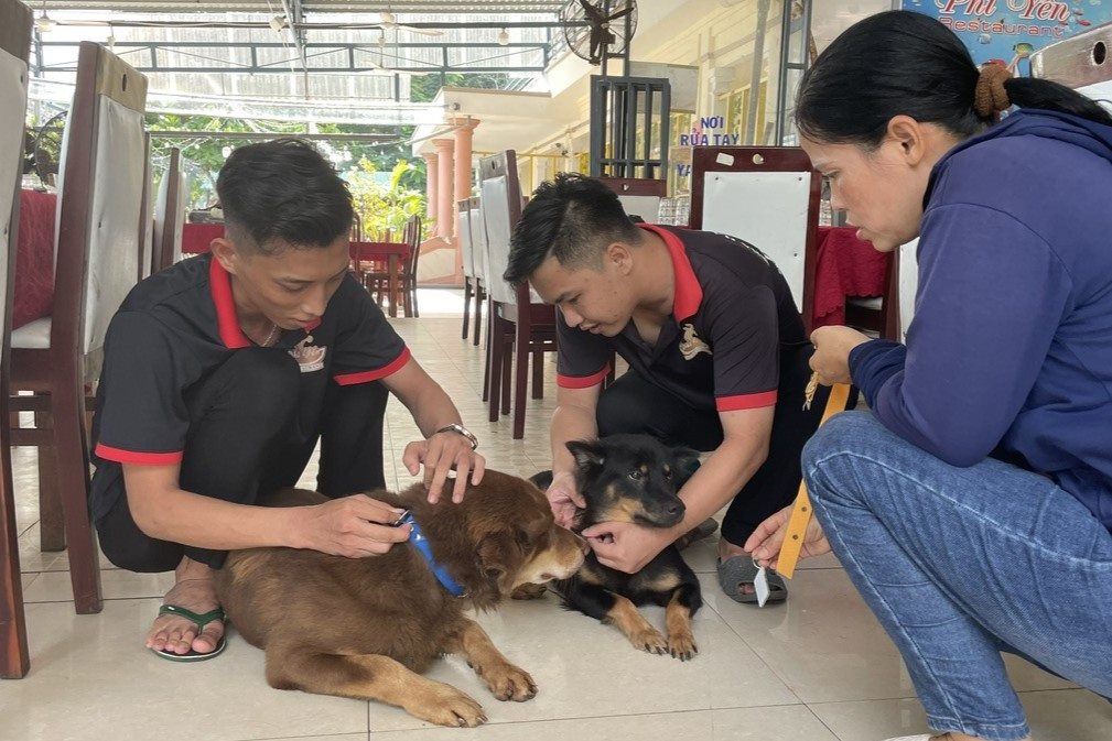 Tổ chức đeo thẻ gắn mã QR cho đàn chó nuôi trên địa bàn huyện Côn Đảo. Ảnh: UBND CĐ.