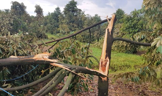 Mưa kèm theo lốc xoáy khiến hàng trăm cây trồng bị gãy đổ, bật gốc. Ảnh: Hoài Thanh