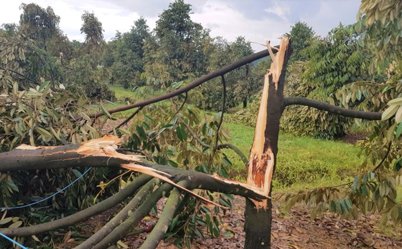 Rain accompanied by tornadoes caused hundreds of trees to be broken and uprooted. Photo: Hoai Thanh