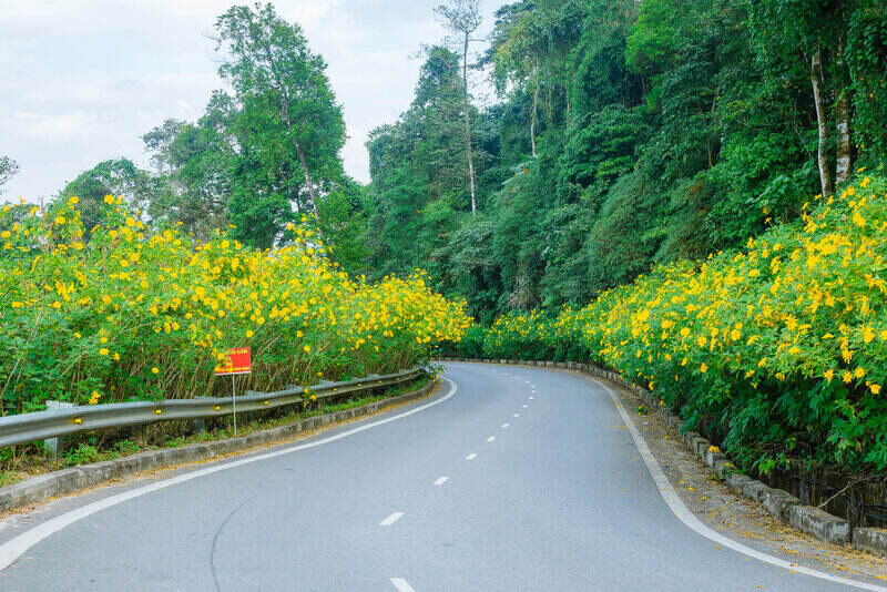 Hoa dã quỳ nở rộ hai bên đường lên các bản làng (Ảnh: Chu Danh Hiếu)