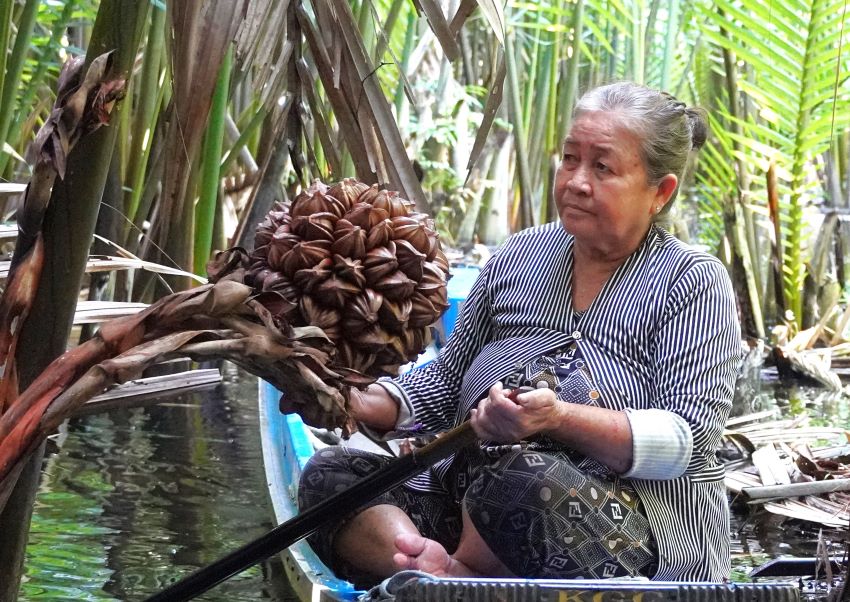 Soc Trang farmers have stable income from cutting water coconut trees