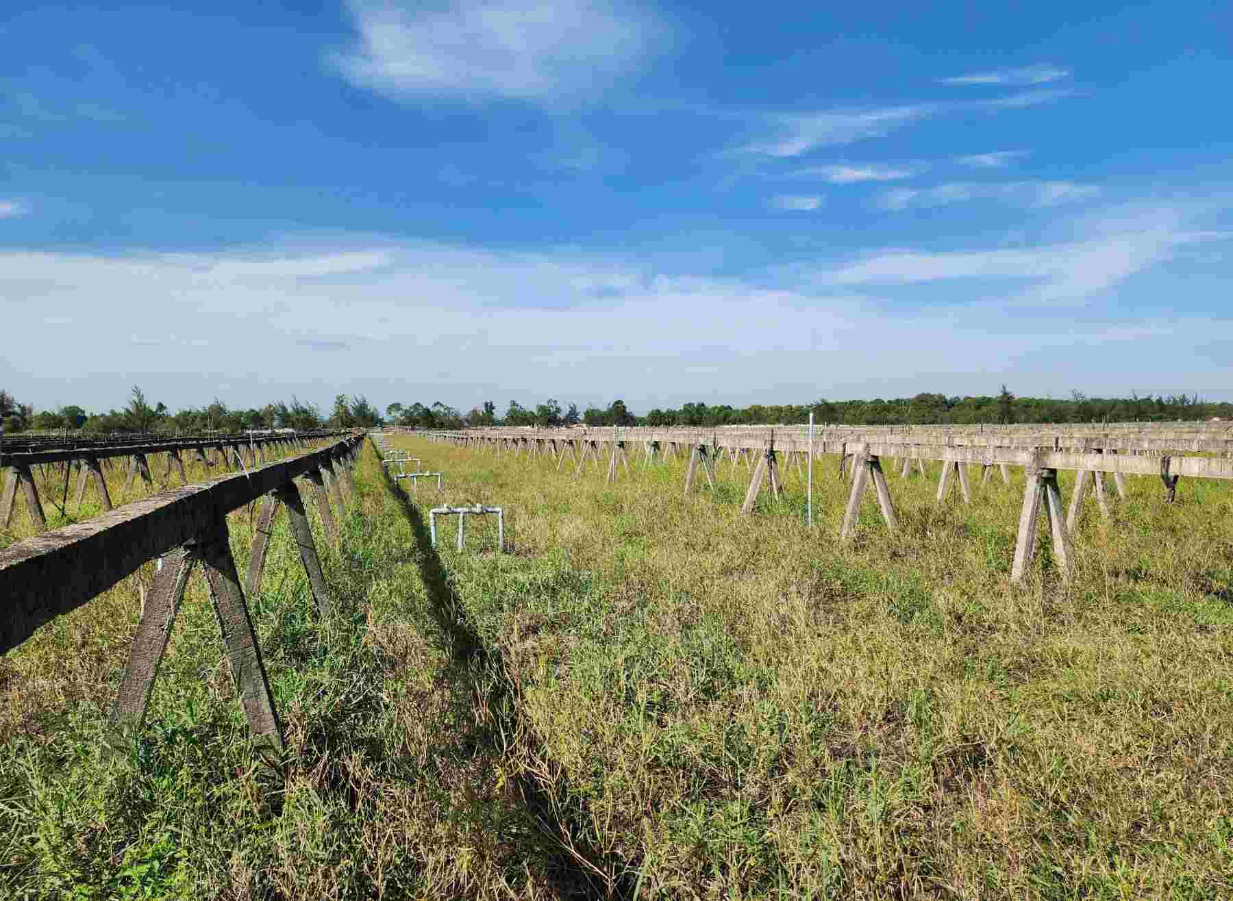 FLC high-tech agricultural project in Ha Tinh has been completely abandoned, the investor asked to return the project. Photo: Tran Tuan