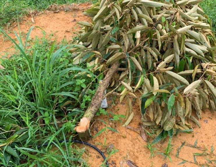 Cây sầu riêng trong vườn bà Phượng bị đốn hạ. Ảnh: Bảo Lâm