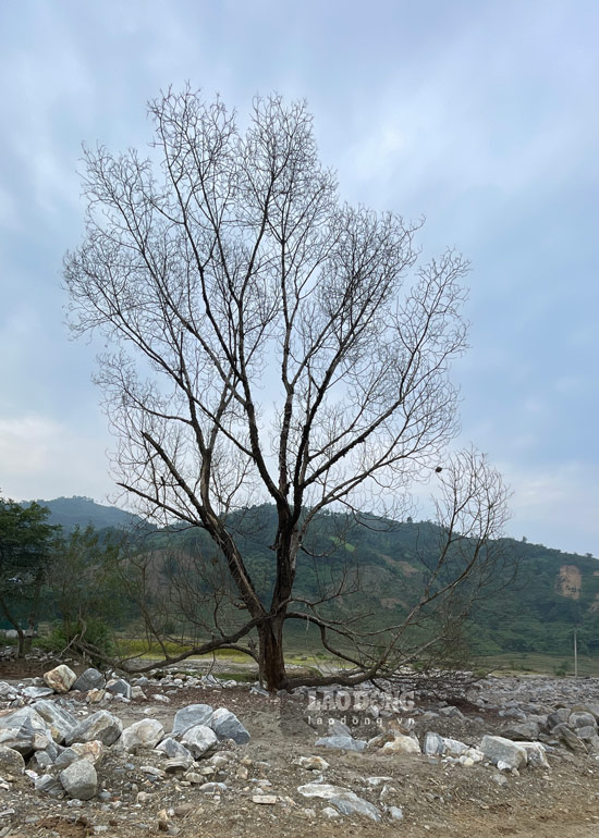 Giua muon trung da, cay coi chet kho sau 2 thang xay ra bao lu lich su. 