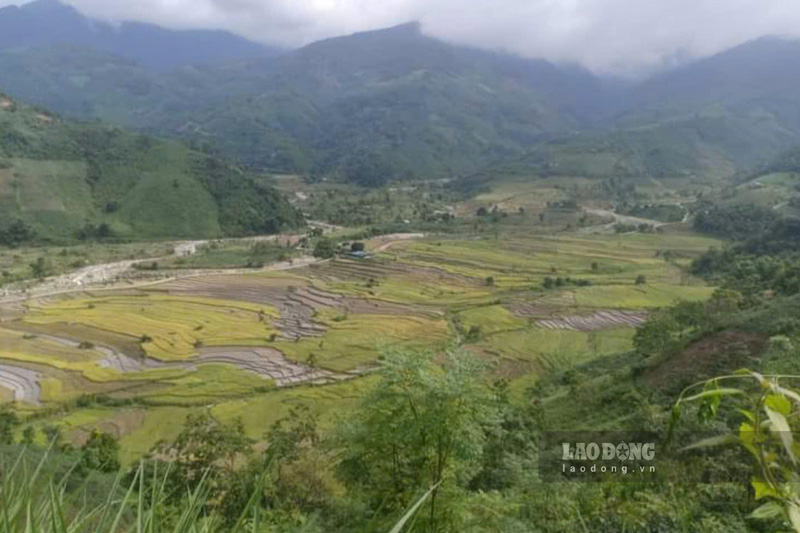 Truoc mua lu, nguoi dan da tien hanh gat lua de han che thiet hai. Tuy vay, nhieu dien tich dat ruong bi sat lo va da phu kin be mat khien viec cai tao lai de canh tac tro nen kho khan. 