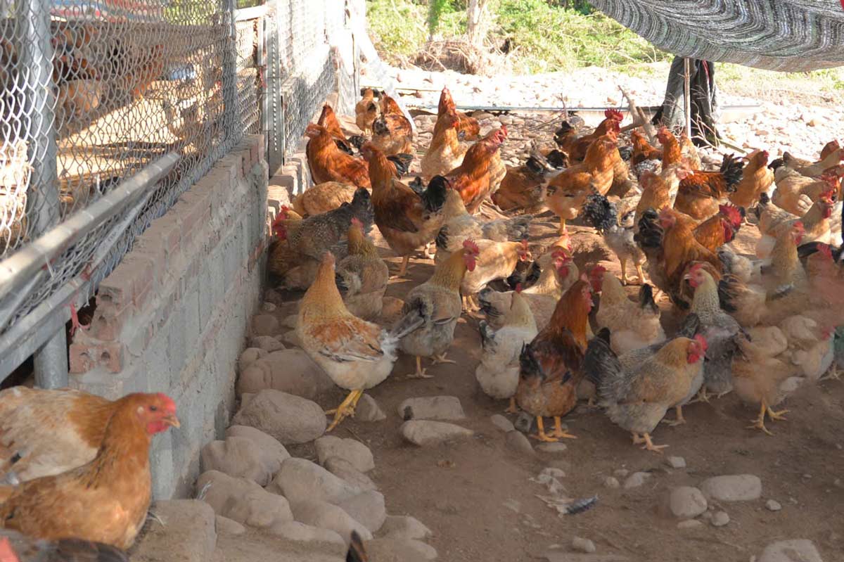 From 2025, Quang Ninh has stipulated 314 areas where livestock farming is not allowed in the inner city areas of 13/13 cities, towns and townships. Photo: Doan Hung