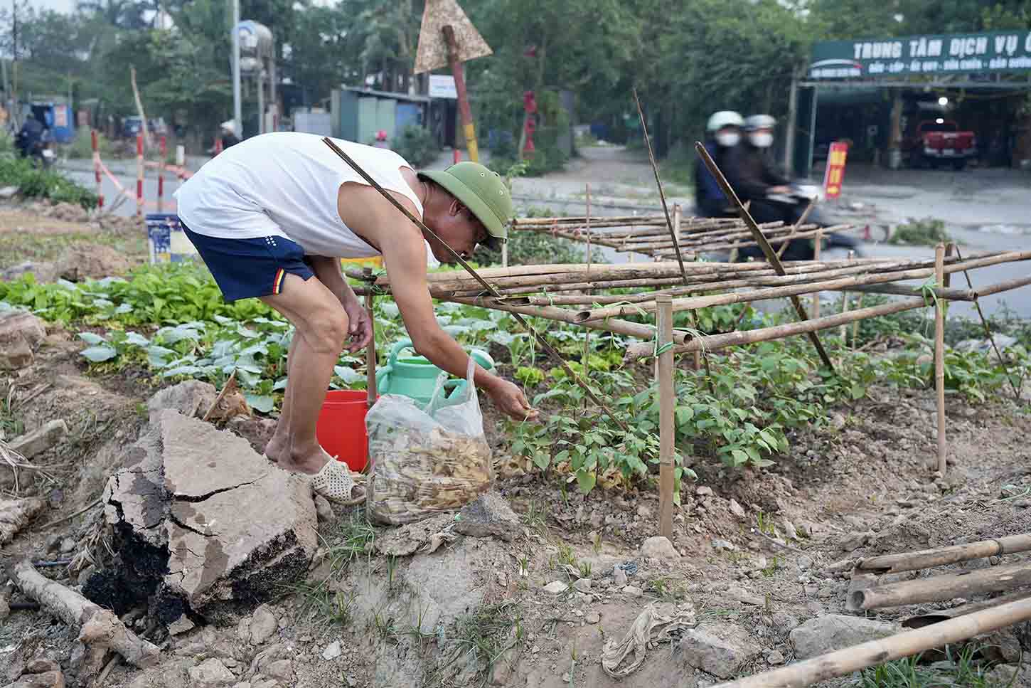 Nhieu doan duoc nguoi dan tan dung lam noi trong rau. Anh: Huu Chanh