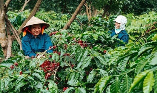 Giá cà phê hôm nay 7.11: Sắc đỏ bao trùm. Ảnh: Đình Viên.