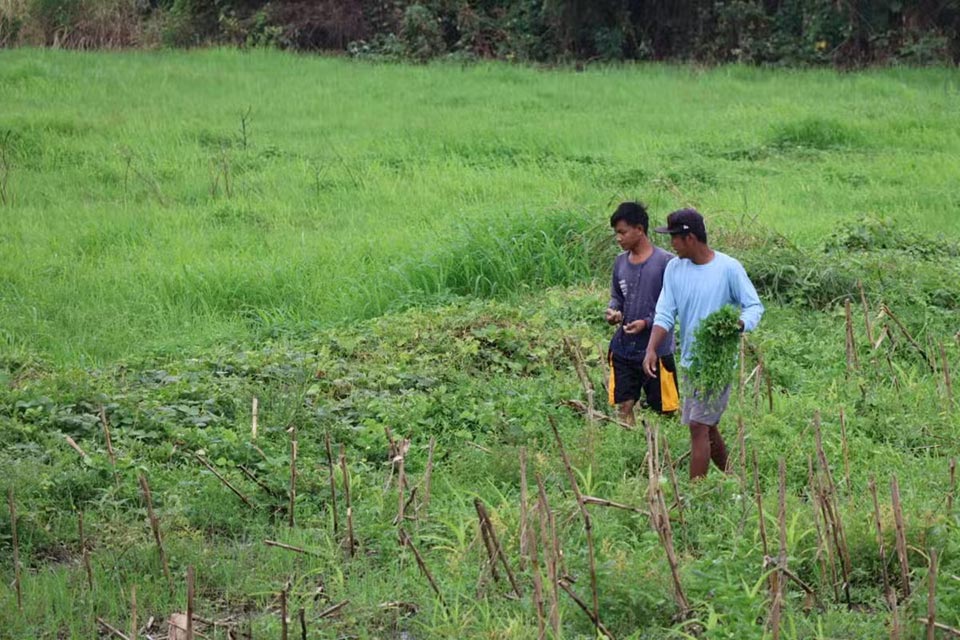 People in Isabela, Philippines harvest vegetables ahead of the expected landfall of Typhoon Yinxing. Photo: Inquirer
