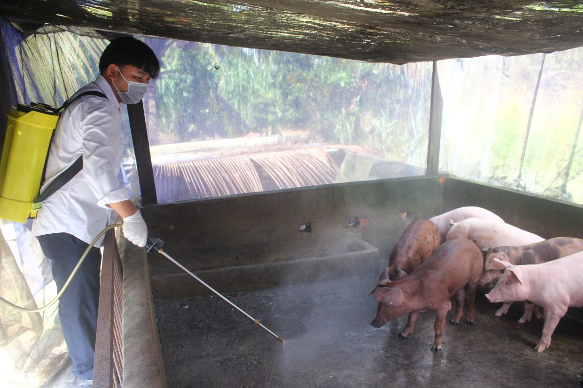 Strengthening hygiene and spraying disinfectants in animal barns to prevent animal diseases. Photo: Huu Phuoc