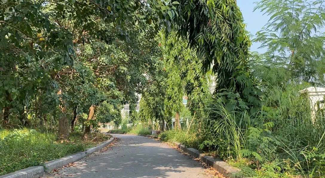 Overgrown grass inside Mai Dich Park (Cau Giay District, Hanoi). Photo: Nhat Minh