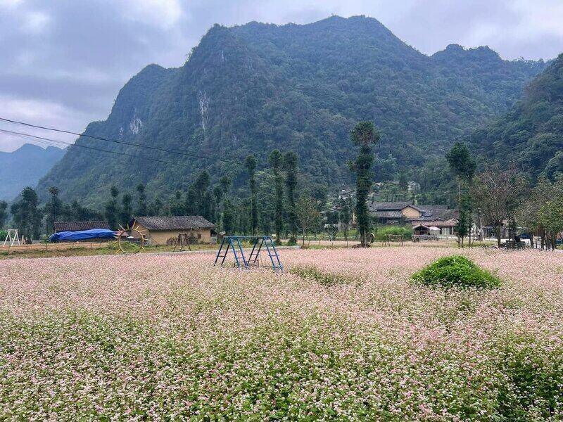 Bản làng được bao quanh bởi hoa tam giác vàng. Ảnh: Thanh Bình