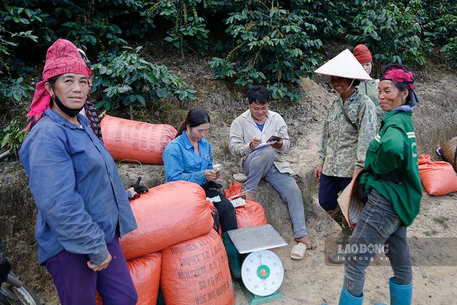 Vụ thu hoạch cà phê đã tạo ra nhiều việc làm cho hàng nghìn dân địa phương. Ảnh: Quang Đạt