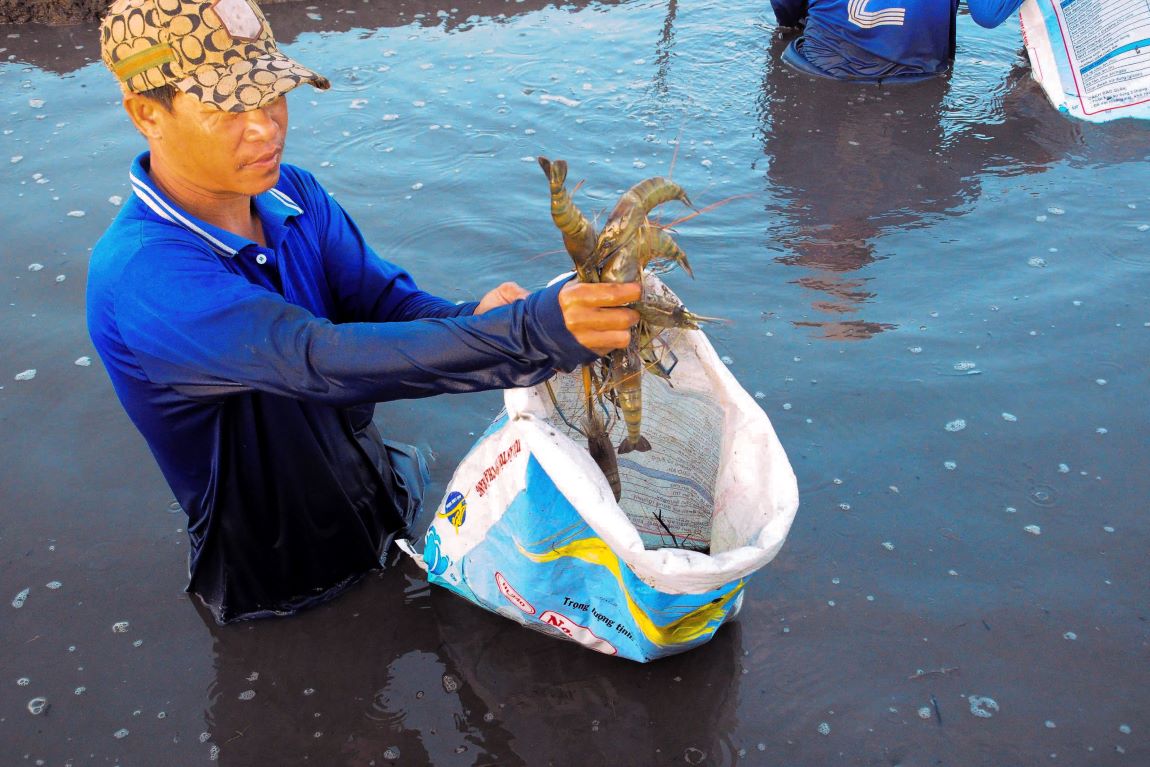 Cac loai tom duoc nuoi nhu tom the, tom su, tom cang xanh. Sau thoi gian 3-5 thang se duoc thu hoach.