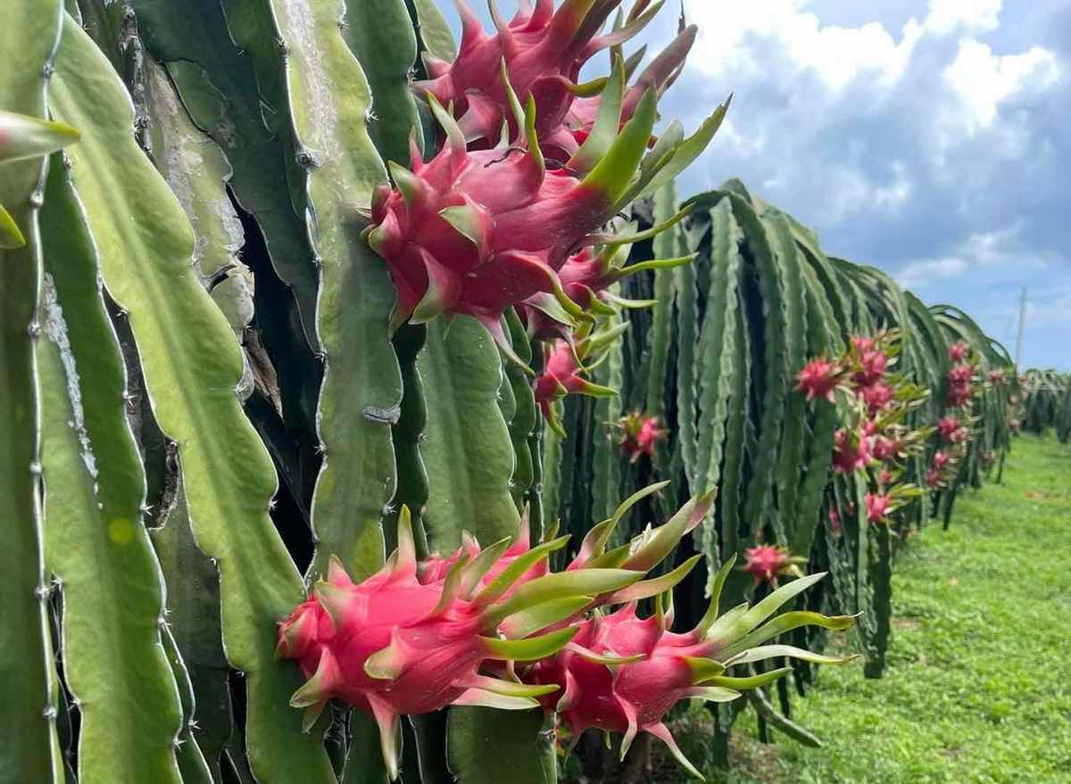 Binh Thuan dragon fruit price suddenly drops sharply, gardeners suffer ...