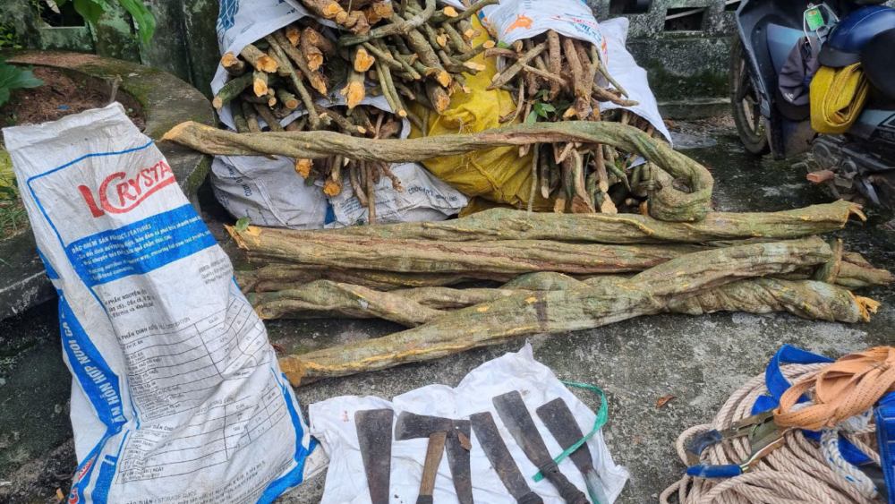 Evidence that the group illegally exploited in Phu Quoc special-use forest. Photo: Phu Quoc Forest Protection Department
