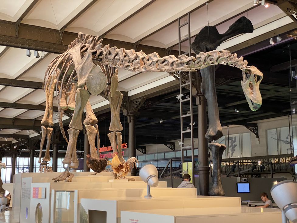 Dinosaur gallery at the Royal Belgian Institute of Natural Sciences.