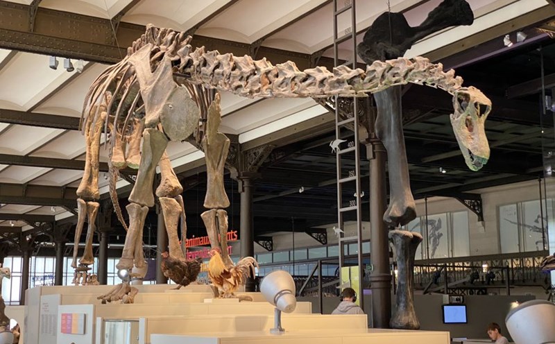 Dinosaur gallery at the Royal Belgian Institute of Natural Sciences.