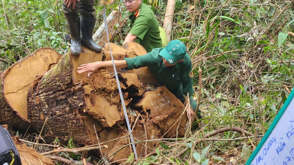 Cây gỗ lớn bị nhóm lâm tặc cưa hạ. Ảnh: Khánh Phúc 