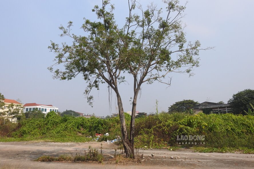 Phía trong khu đất, cỏ dại mọc um tùm. Ảnh: Tô Công.