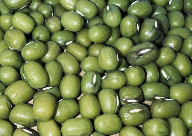 Adding green beans to your diet can help reduce belly fat. Photo: Kieu Vu