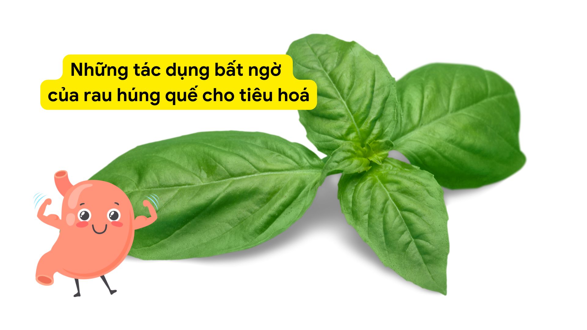 Basil contains many anti-inflammatory compounds. Photo collage: HUONG SON