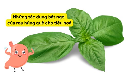 Rau húng quế chứa nhiều hợp chất chống viêm. Ảnh ghép: HƯƠNG SƠN