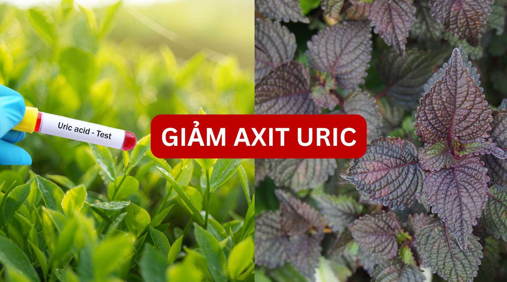 2 types of leaf juice help reduce uric acid effectively.