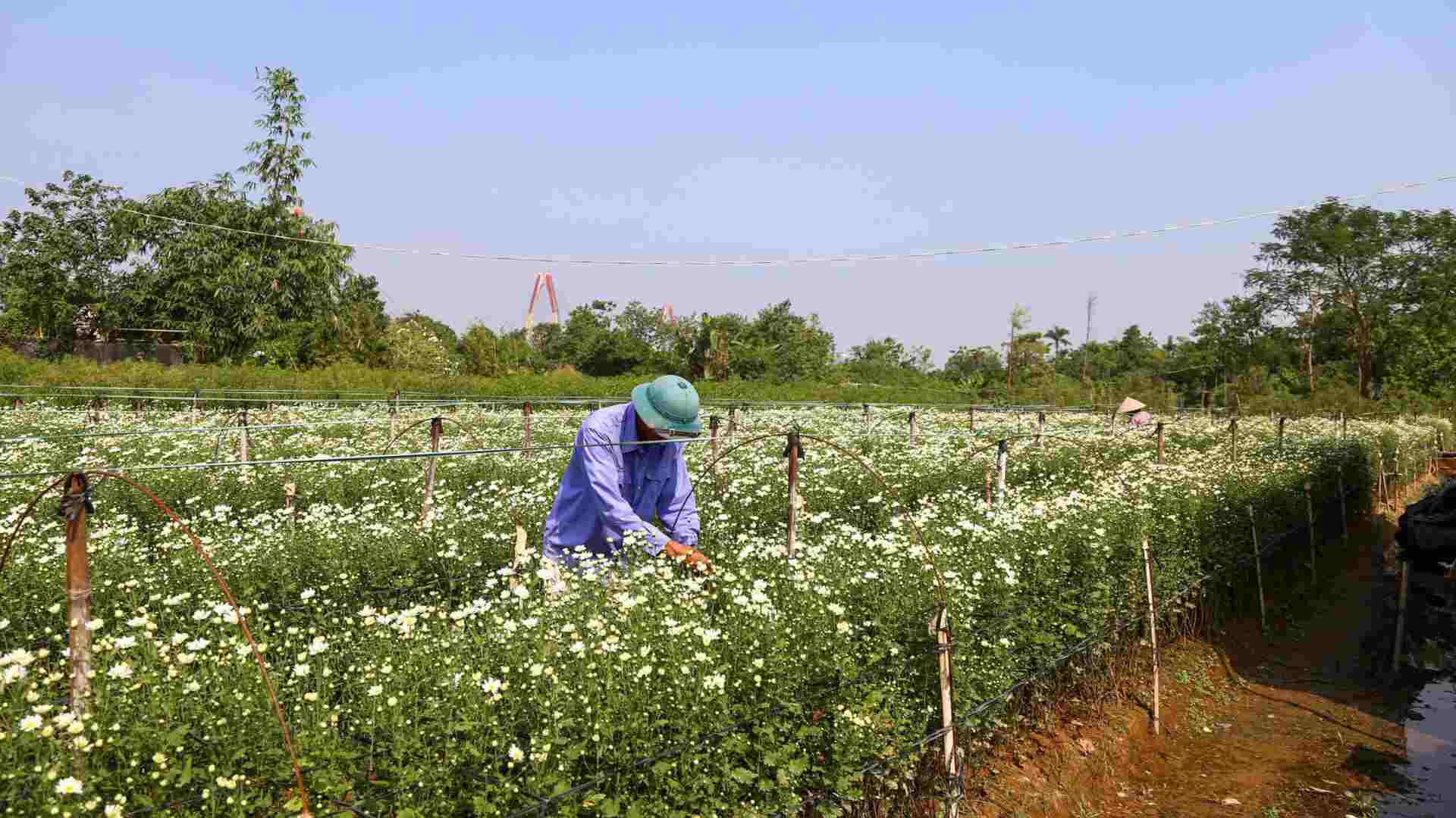 Nhung bong cuc hoa mi nay la niem han hoan, niem hy vong va su may man doi voi nguoi trong, tro thanh tam diem cua thi truong hoa nam nay. Anh: To Ly 