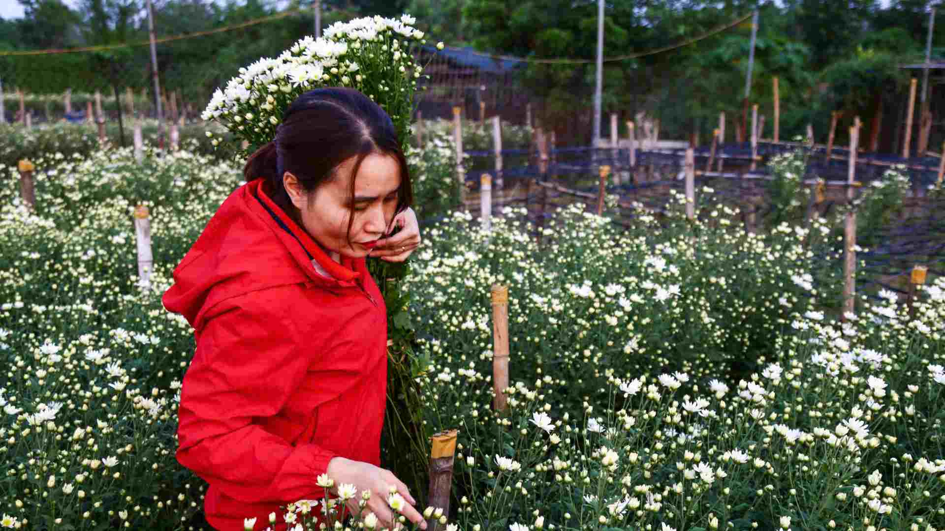 Nguoi dan den tham quan cung chia se rang gia cuc hoa mi nam nay cao hon binh thuong, viec mua buon cung gap nhieu kho khan do nguon cung khan hiem. 