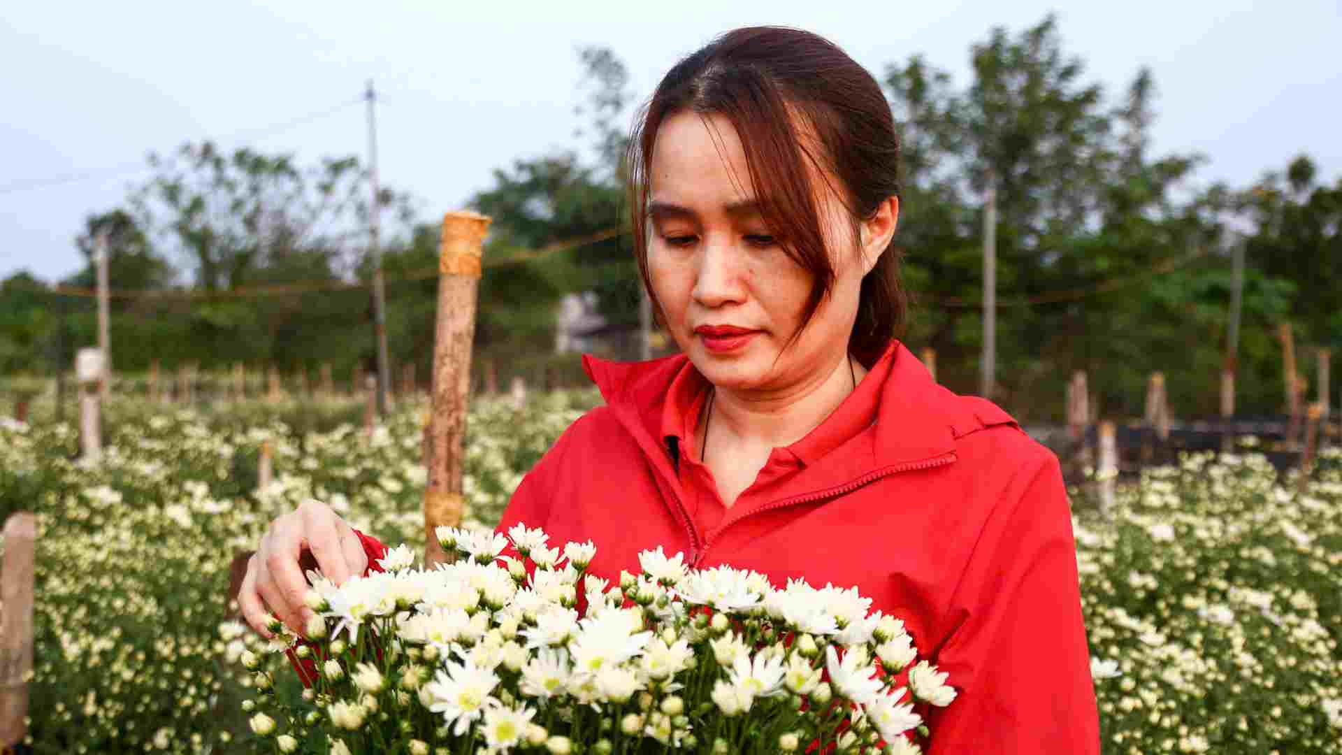 Chi Nguyen Thi Hong Tham, mot thuong lai tai Tay Ho, cho biet: “Nam nay phai nhanh tay moi co hoa de ban, vi dau mua hoa it. Toi phai khao sat gia som va lien he truoc voi cac chu vuon de giu duoc hang.”