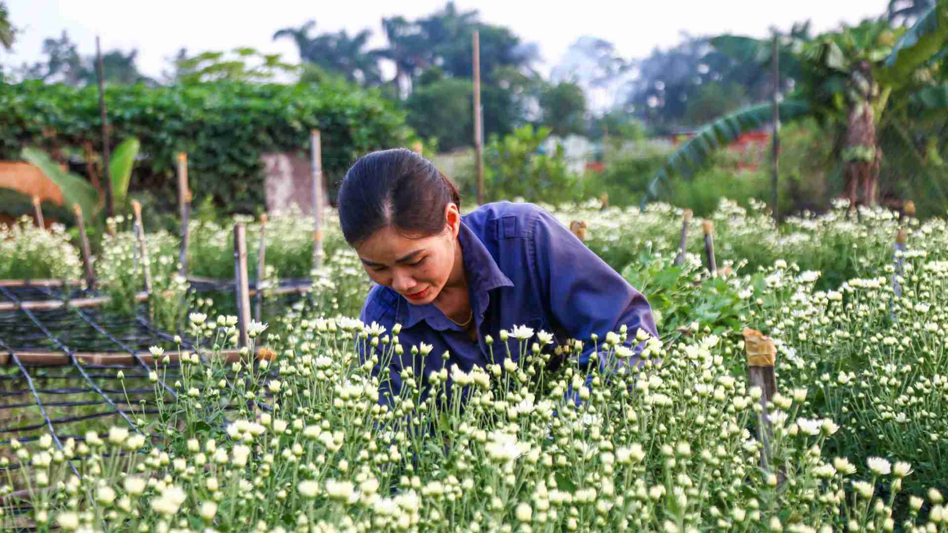 Ms. Nguyen Thi Hong Hai - owner of one of the few intact daisy gardens, is cutting flower beds to sell. Photo: To Ly