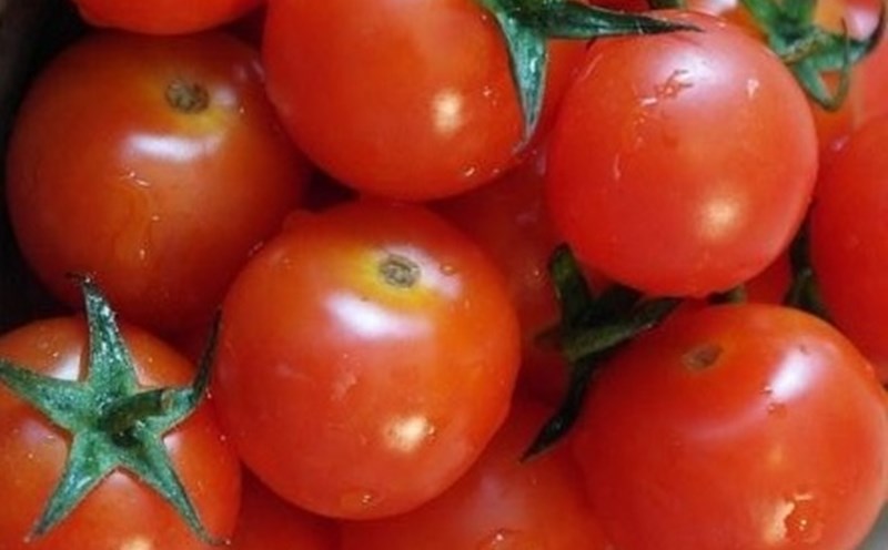 There are many reasons why tomatoes should not be stored in the refrigerator. Photo: Kieu Vu