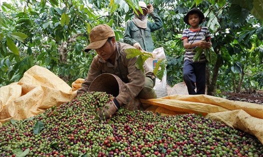 Giá cà phê hôm nay 9.11: Quay lại đà lao dốc. Ảnh: Thanh Tuấn.
