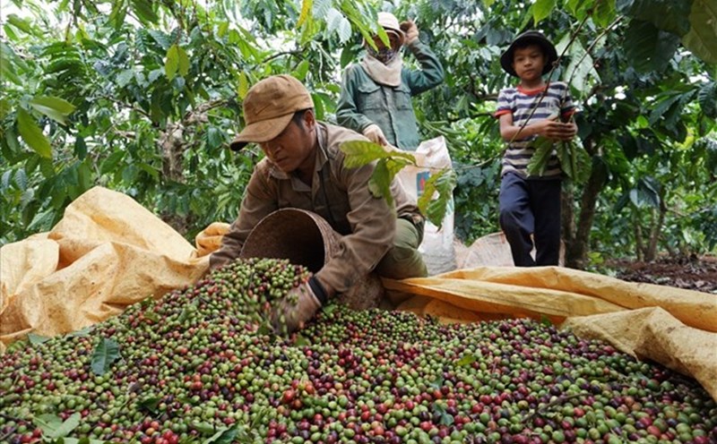 Coffee prices today, November 9: Returning to the downward trend. Photo: Thanh Tuan.