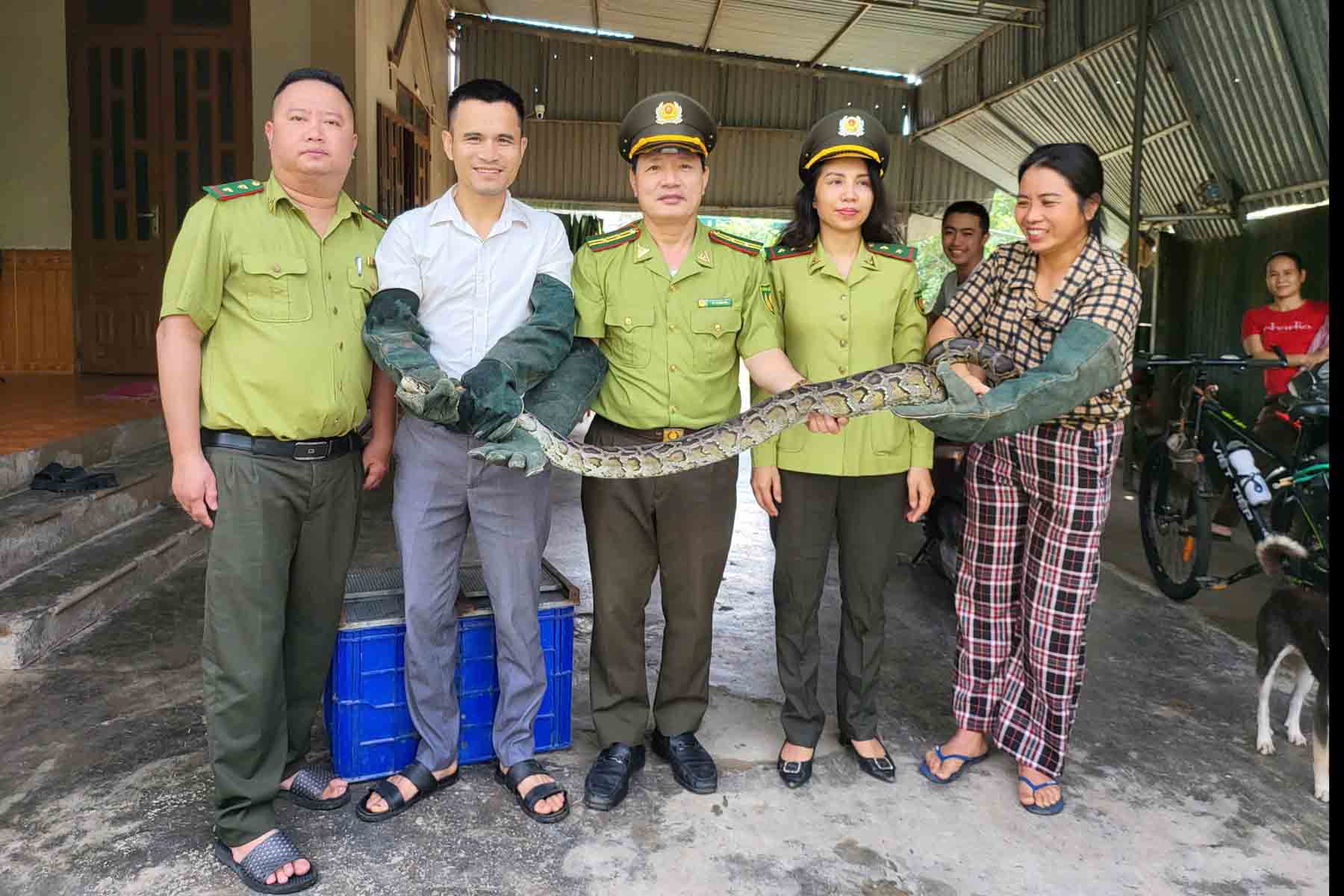 Vai tuan truoc, Hat Kiem lam huyen Thach Ha cung tiep nhan mot ca the tran dat nang 6kg sau do ban giao ve Vuon Quoc gia Vu Quang de tha ve tu nhien. Anh: Tran Tuan.